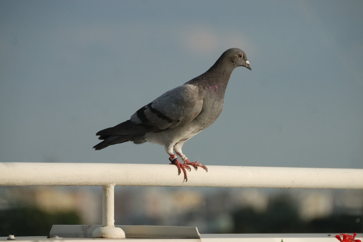 Pigeons Laying Eggs on Your Balcony