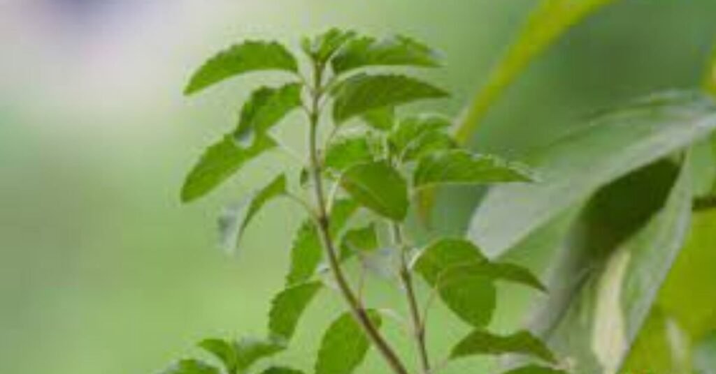 Tulsi Mata Aarti Lyrics