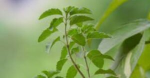 Tulsi Mata Aarti Lyrics