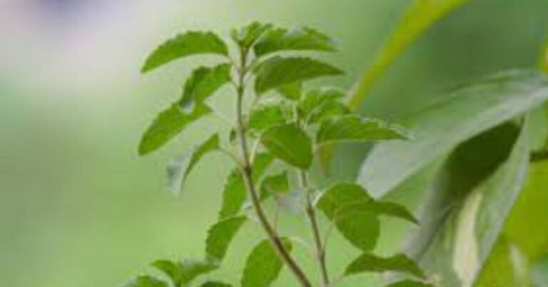 तुलसी माता आरती लिरिक्स। Tulsi Mata Aarti Lyrics 