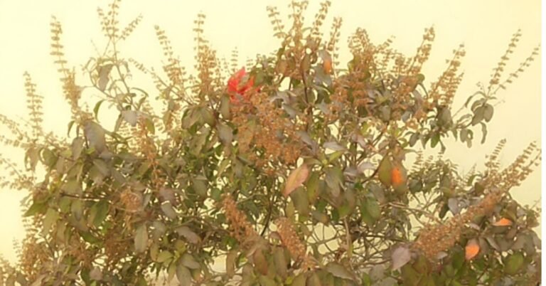 तुलसी  महारानी नमो-नमो आरती  | Tulsi Maharani Namo Namo Aarti Lyrics