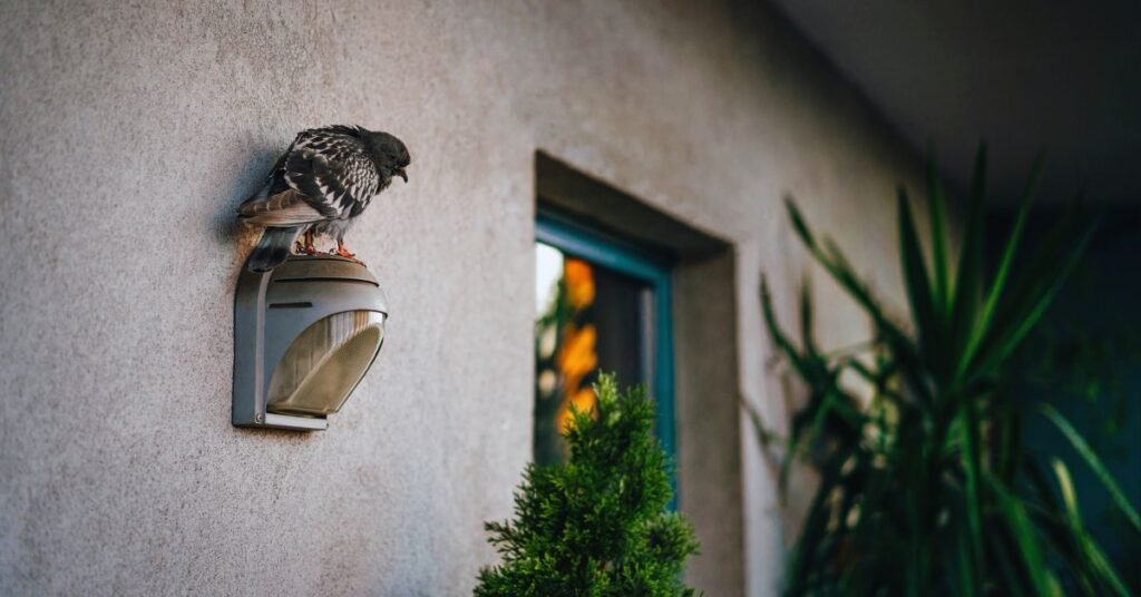 pigeon in balcony
