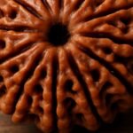 10 Mukhi Rudraksha