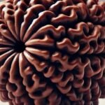 19 Mukhi Rudraksha