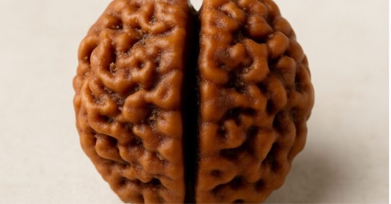 Everything You Need to Know About 2 Mukhi Rudraksha: Benefits, Uses, and Price