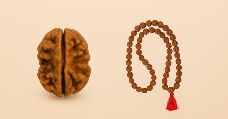 2 मुखी रुद्राक्ष की सम्पूर्ण जानकारी – लाभ, पहनने की विधि, मंत्र और सावधानियाँ।