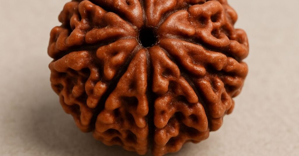12 Mukhi Rudraksha