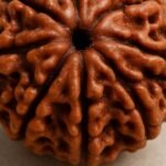 12 Mukhi Rudraksha