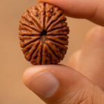 14 Mukhi Rudraksha benefits
