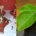 बिल्व पत्र (बेल पत्र)