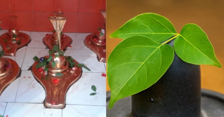 शिवलिंग पर बेलपत्र( बिल्व पत्र) क्यों चढ़ाया जाता है? Why offer Bilva leaves to Shiva in Hindi